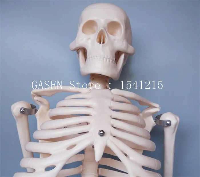Скелет модель скелета скелет кости образцов модель обучения 85 см Скелет model-GASENHN-003