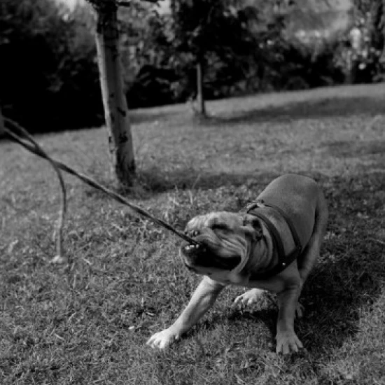 Dog pulling leash Poster Print (24 x 36)