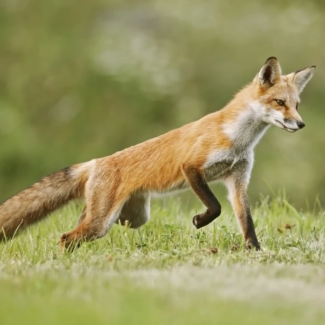 Le Renard Roux Vulpes Vulpes Marcher Sur L Herbe Montreal Quebec Canada Affiche Imprimer 38x24 Aliexpress