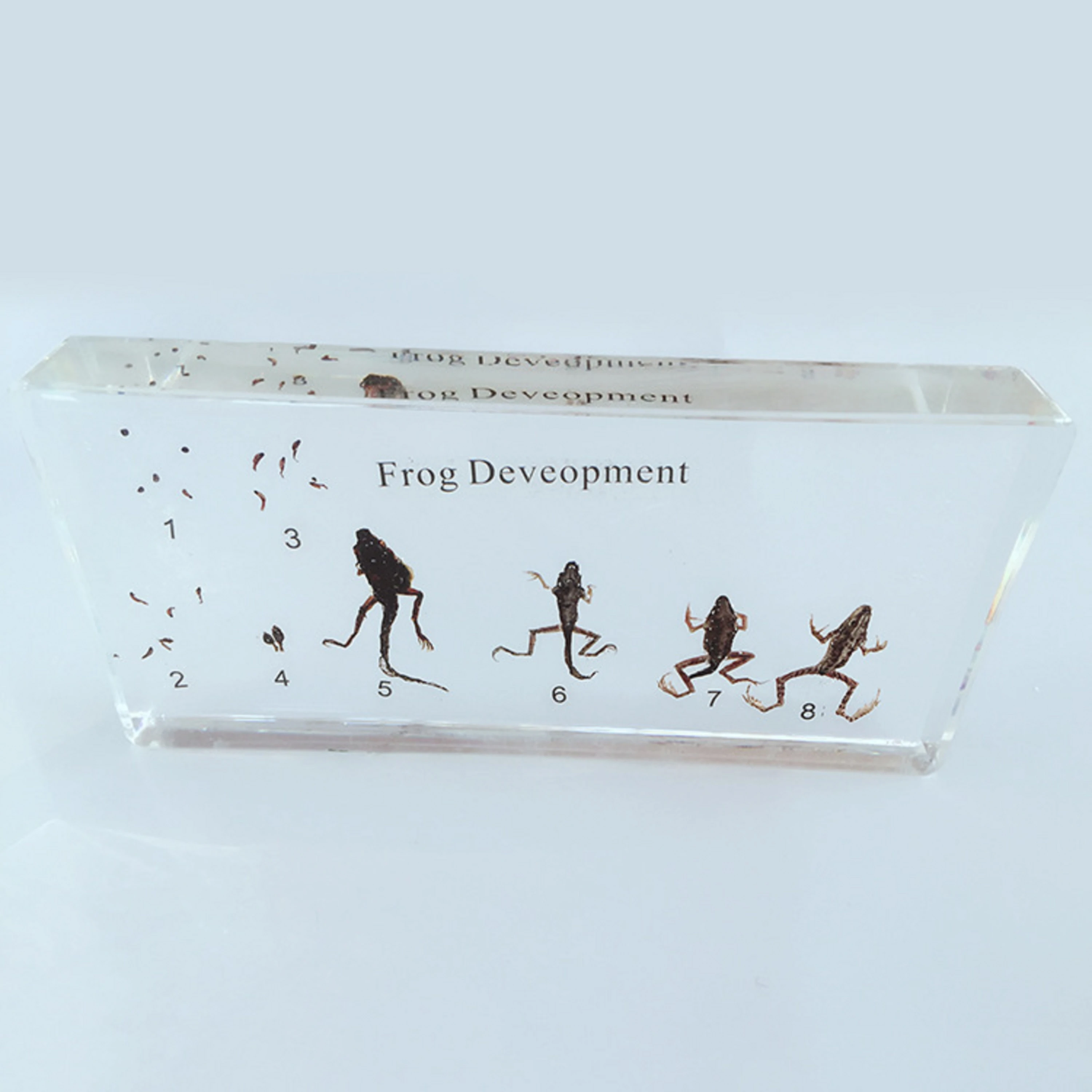 

Real Frog taxidermy Bone Skeleton Intermediate Animal Taxidermy frog development Details about Lifecycle of Frog Development Pa