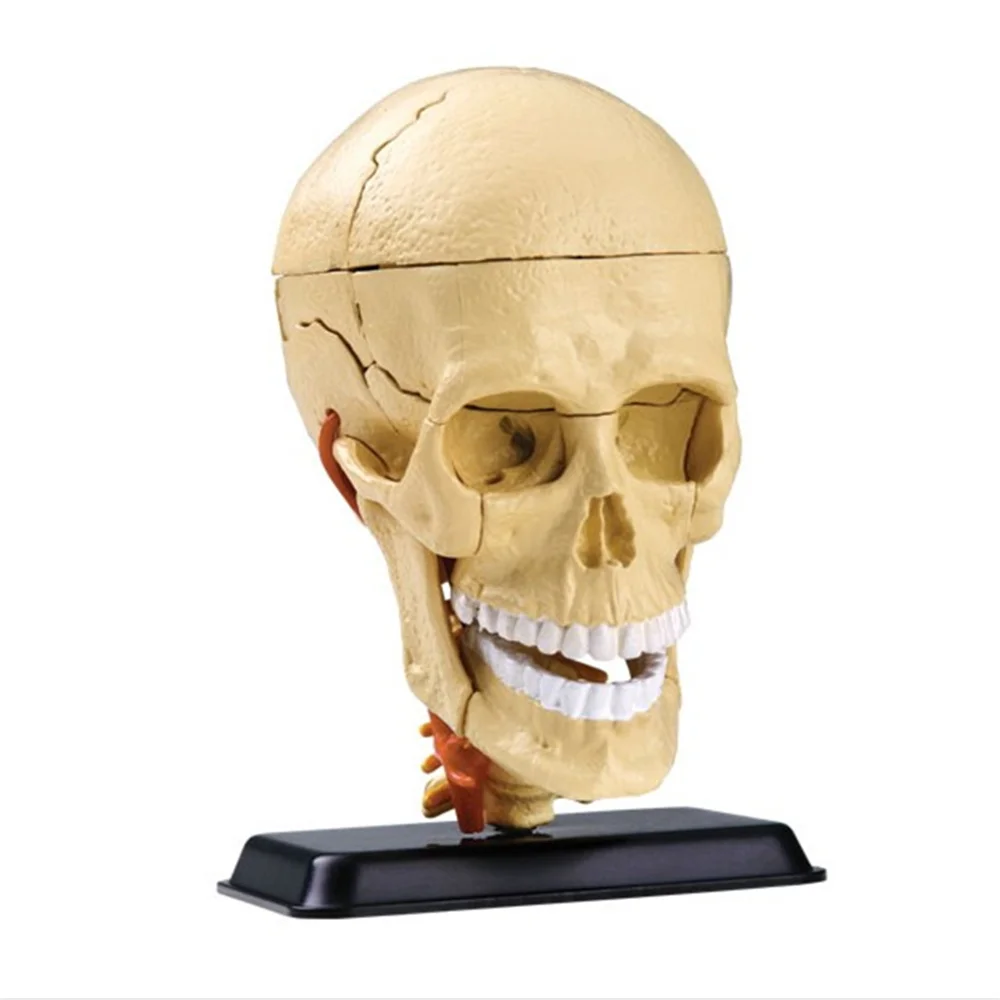 3D Мини человеческий череп Сборная модель 31 шт собранная Анатомия человека модель подарок для детей