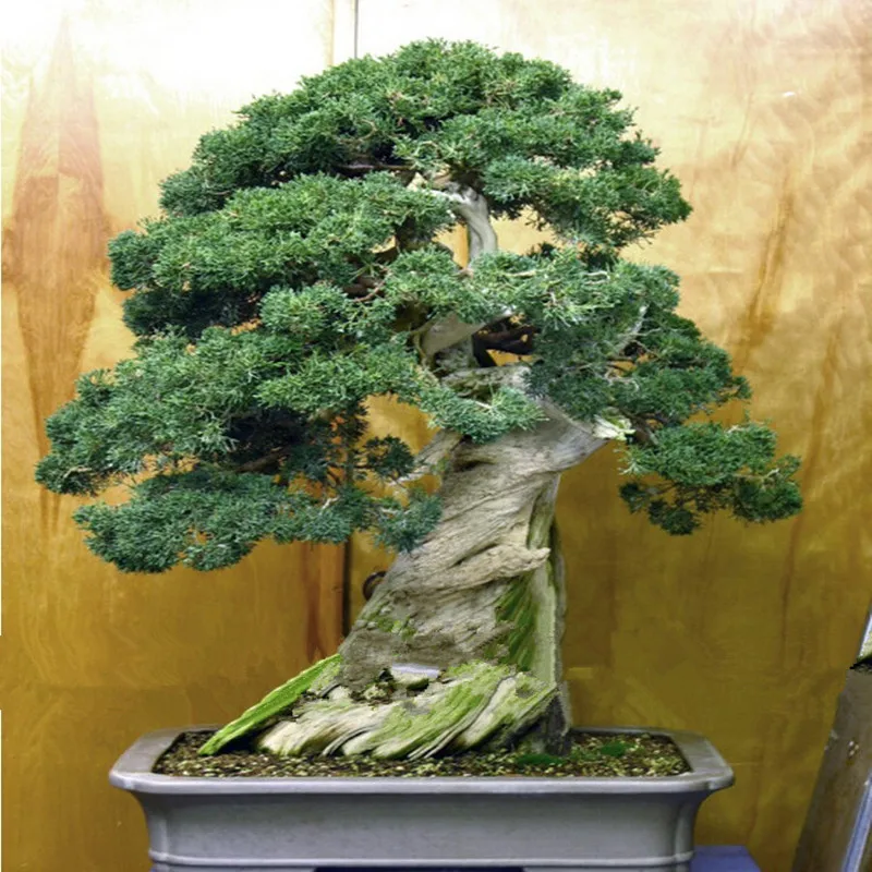 Juniper Bonsai Tree Seeds Potted Flowers Office Purify The Juniper Bonsai Tree Seeds Potted Flowers Office Purify The Air Absorb Harmful Gases 100pcs Lot In From Home Garden On Aliexpress
