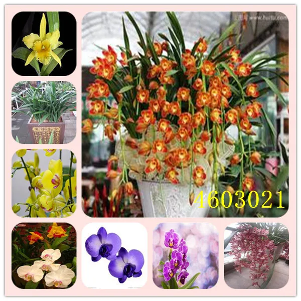 

100Pcs Unique Black Cymbidium Faberi Garden Flower bonsai Flowering Plants Orchid Flower bonsai Orchid Flower plant Free Shippi