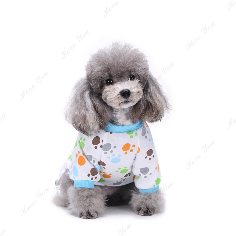 Dog_2082