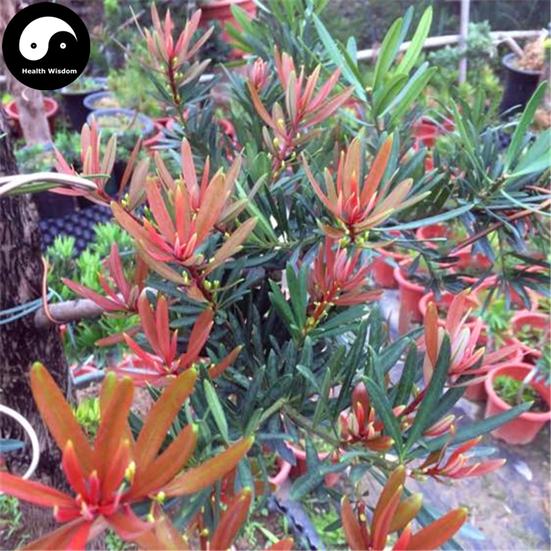 

Buy Podocarpus Macrophyllus Tree Semente 120pcs Plant Podocarpus Tree Luo Han Song