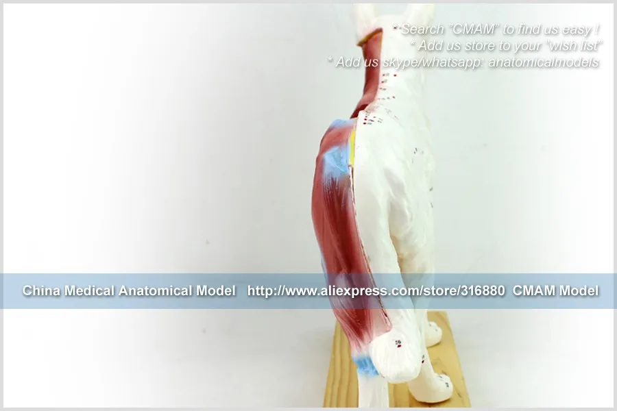 A05 dog acupuncture model 5