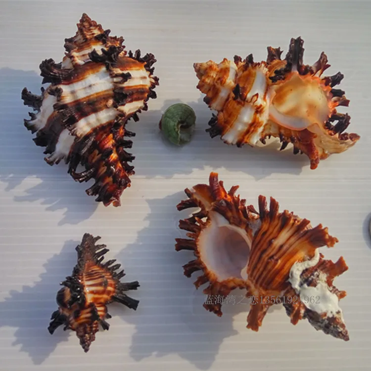 New Fashion Natural Conch Shell Conch Home Decoration Conch Hermit Crab Shell Micro-landscape Mediterranean Ornaments Specimens