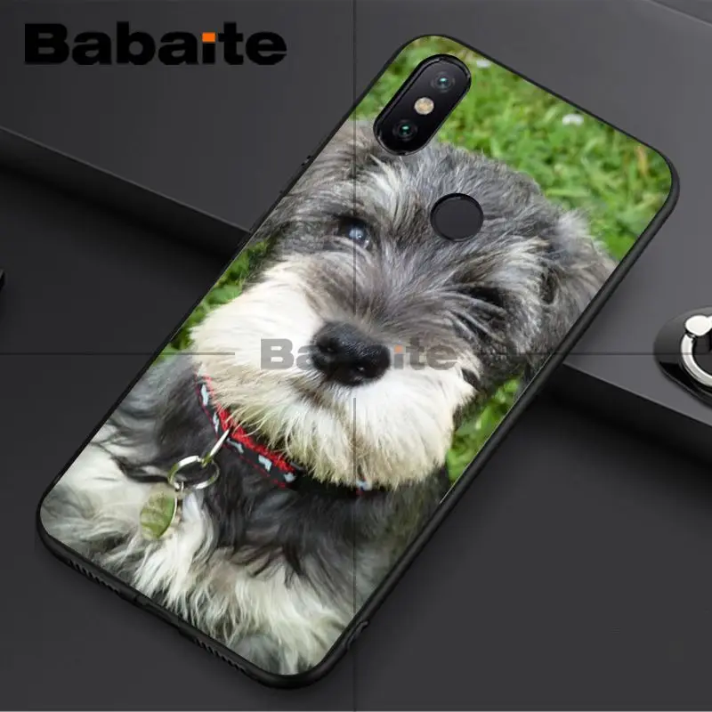 Miniature schnauzer puppy dog