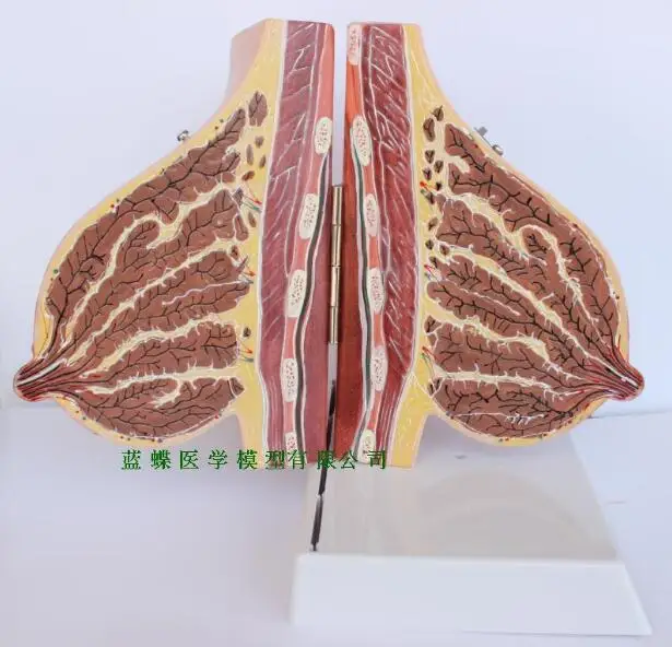 Модель анатомии женской груди беременности и лактации, модель анатомии груди беременности и лактации модель обучения учителя