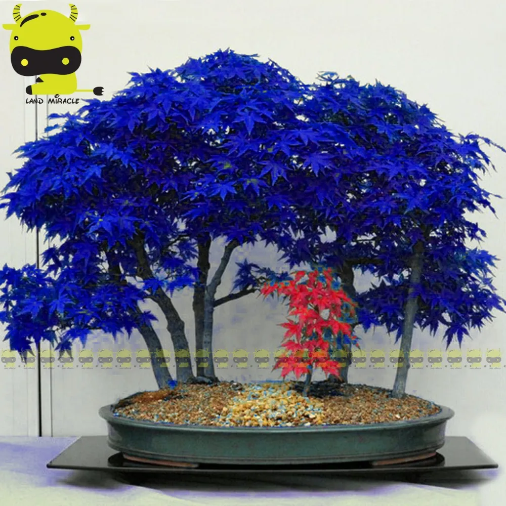 japanese purple tree japanese purple tree