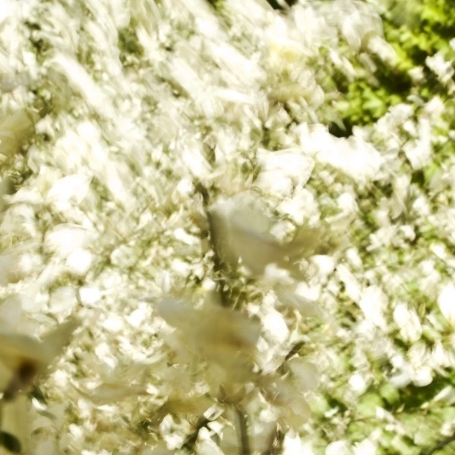 White Flower Blossoms  Blurred Abstract. Poster Print (34 x 22)