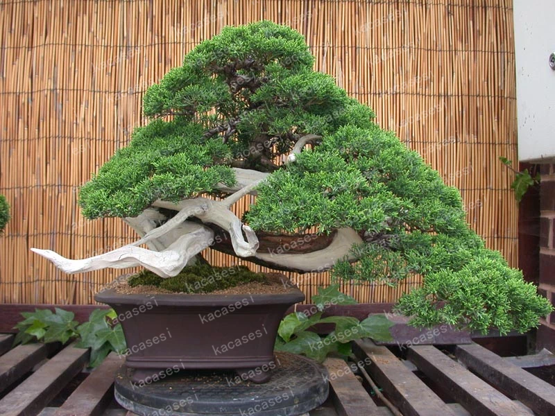 50 pcs/bag juniper bonsai tree potted flowers office bonsai purify the air absorb harmful gases juniper garden