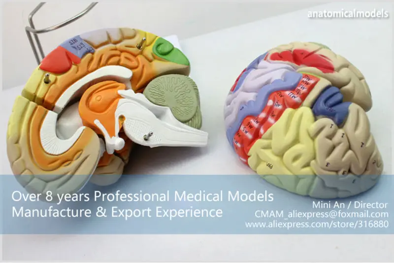 BRAIN08 CMAM MODEL Magnify Human Anatomical Brain Anatomy 3