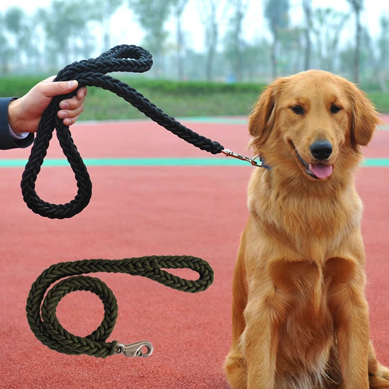Golden Retriever On Leash ubicaciondepersonas.cdmx.gob.mx