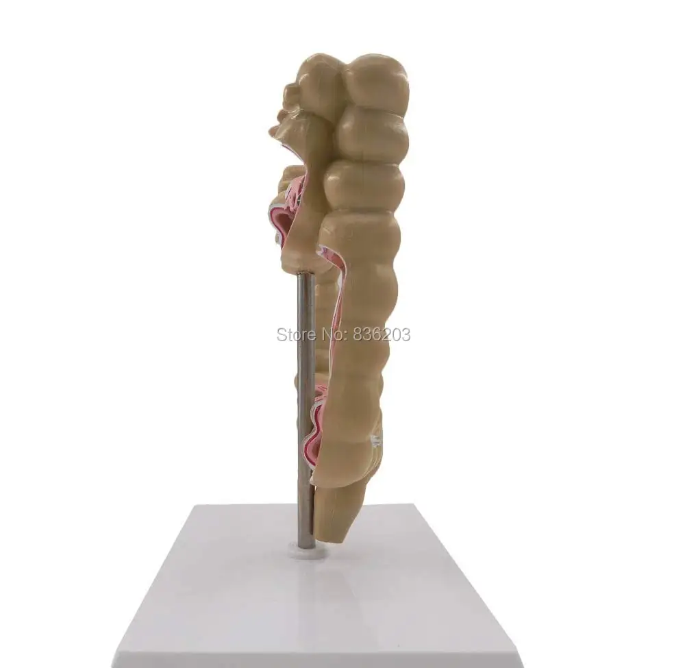 51p26xQJZGL._SL1000_