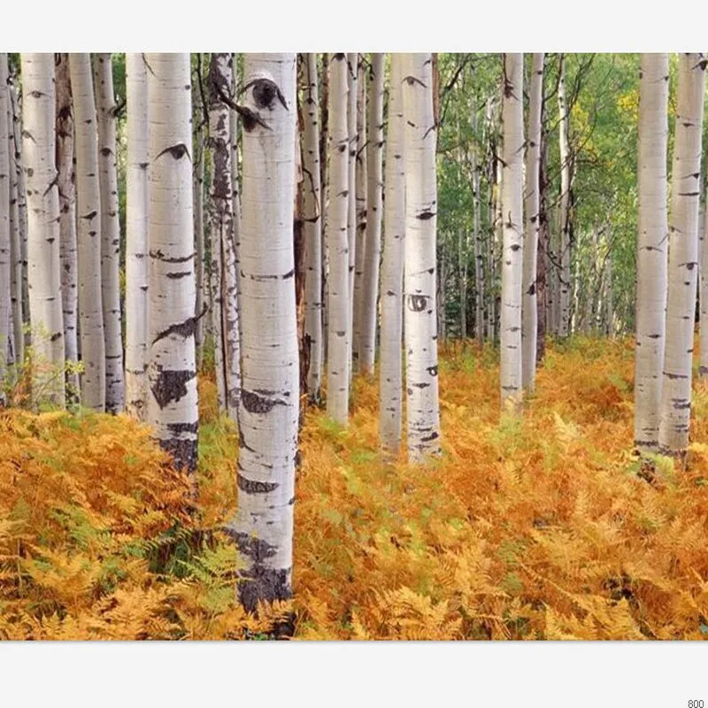 100 seeds/pack white birch tree seed, rare Russian heirloom sacred