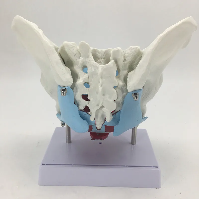 Женская Тазовая матка человеческий тазовой пол модель мышц анатомический Скелет травма уход обучение на манекене