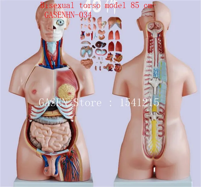 

Visceral anatomy male female Asexual trunk Anatomical model Limbs chest abdomen Organ Trigender torso Model 85 cm-GASENHN-035