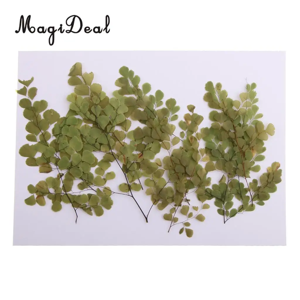 10pcs Natural Pressed Dried Flower Adiantum for DIY Arts Crafts Scrapbooking