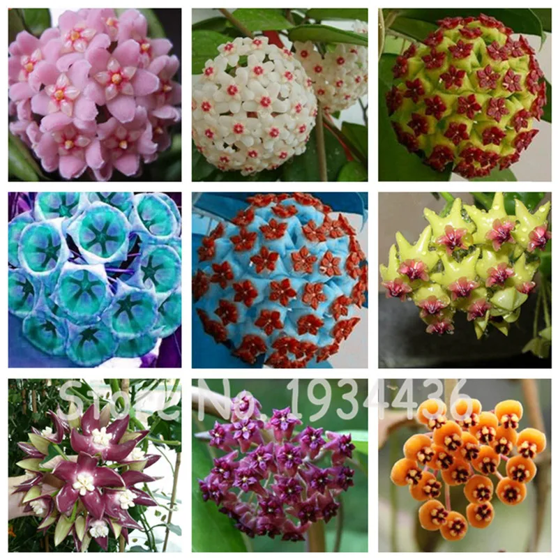 

New Arrival 200 Pcs Chinese Hoya Tree Bonsai Plant For Balcony Garden Flowers, Exotic Flower Potted Rare Orchid Wedding Decor