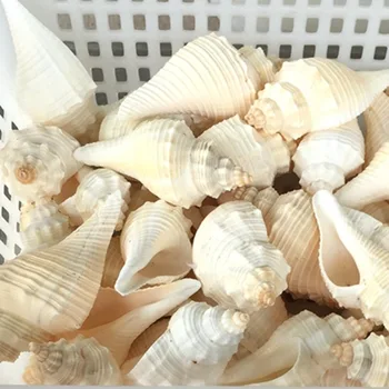 

Free Shipping(1pcs/lot)Ternatanus Natural Conch Shell Aquarium Landscaping Ocean Style Arts and Crafts Seabed Arts and Crafts
