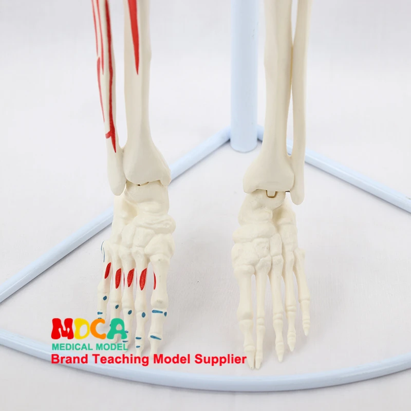 Медицинский 85 см висячий тип человека. Модель скелета нейромышечный старт и стоп Скелет йога обучение спинной колонки MGG204