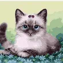21148 Baby Cat-краска по комплекты номеров для взрослых DIY