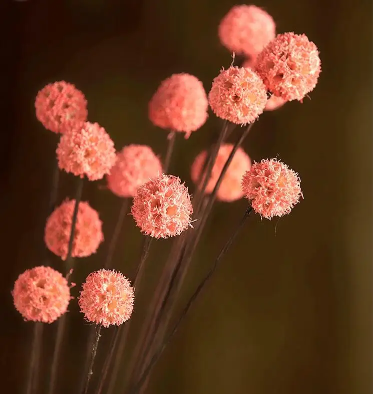 55 см натуральный DIY сушеный цветок основной цвет бальное свадебное украшение украшения для домашней вечеринки искусственные сушеные цветы - Цвет: Orange pink