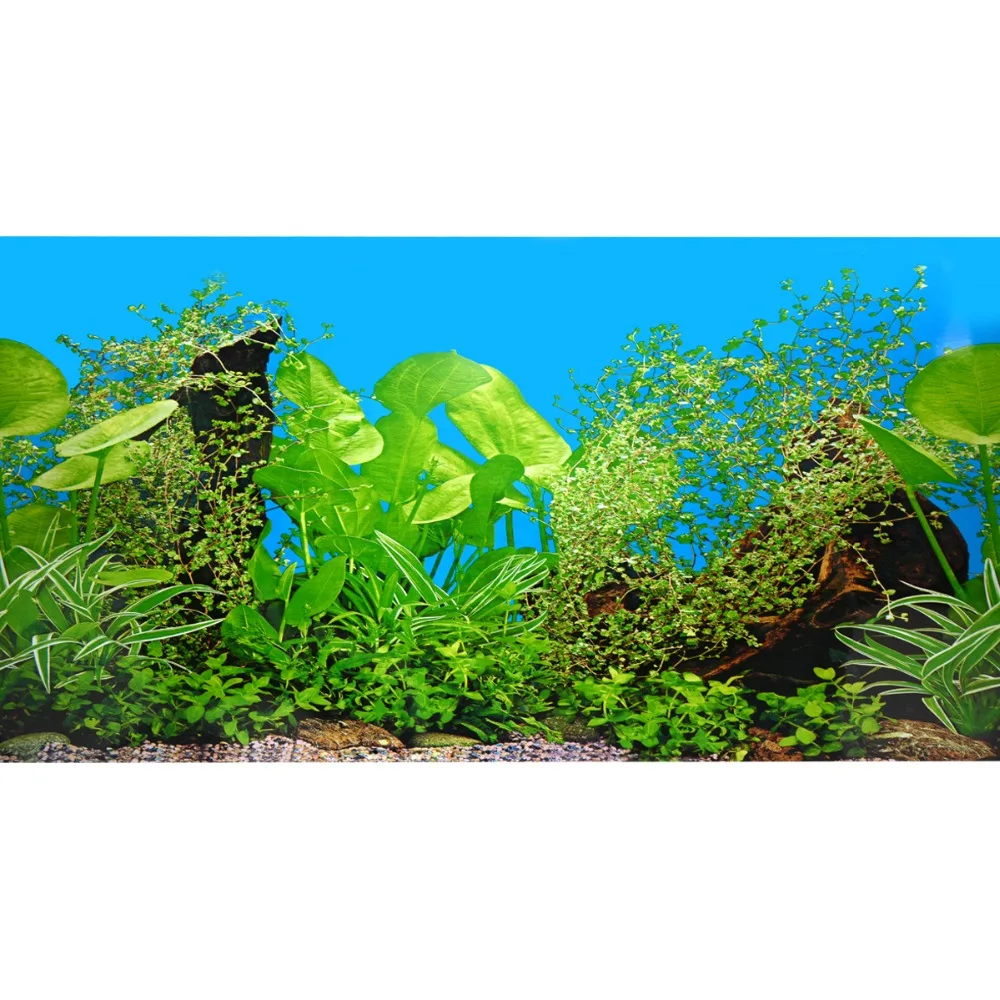 Unduh 8800 Koleksi Background Aquarium Gambar Batu HD Terbaru