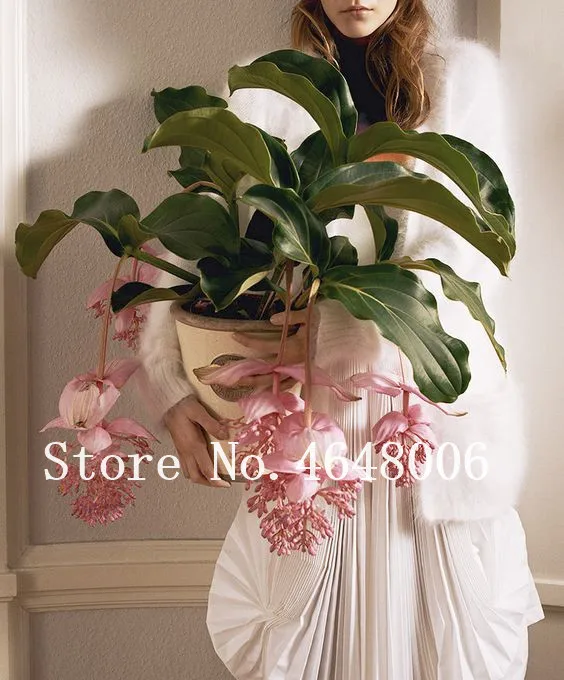 

100 Pcs Medinilla Magnifica Bonsai Very Beautiful With Pink Flower Plant For Home Garden Decoration Flower