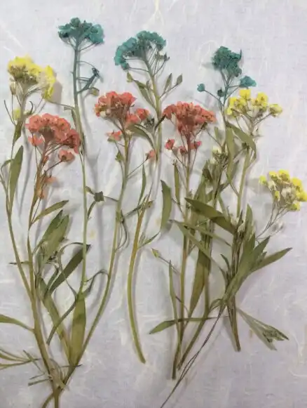 無料出荷押し花ドライフラワーdiy素材hornseyボール標本販売1ロット 10バッグ 押し花 花diyドライフラワー Aliexpress