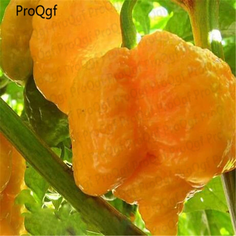 

ProQgf 5000Pcs A Set Yellow Carolina Reaper