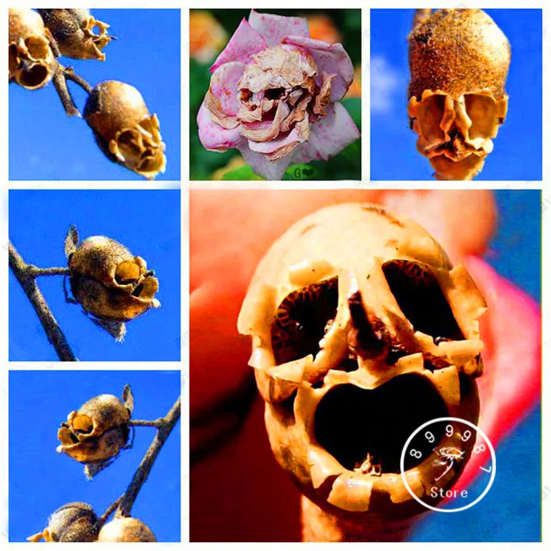 

Best-Selling! 100 Pcs/Pack The Death Rose Bonsai rare and mysterious plant species of snapdragon flower Garden
