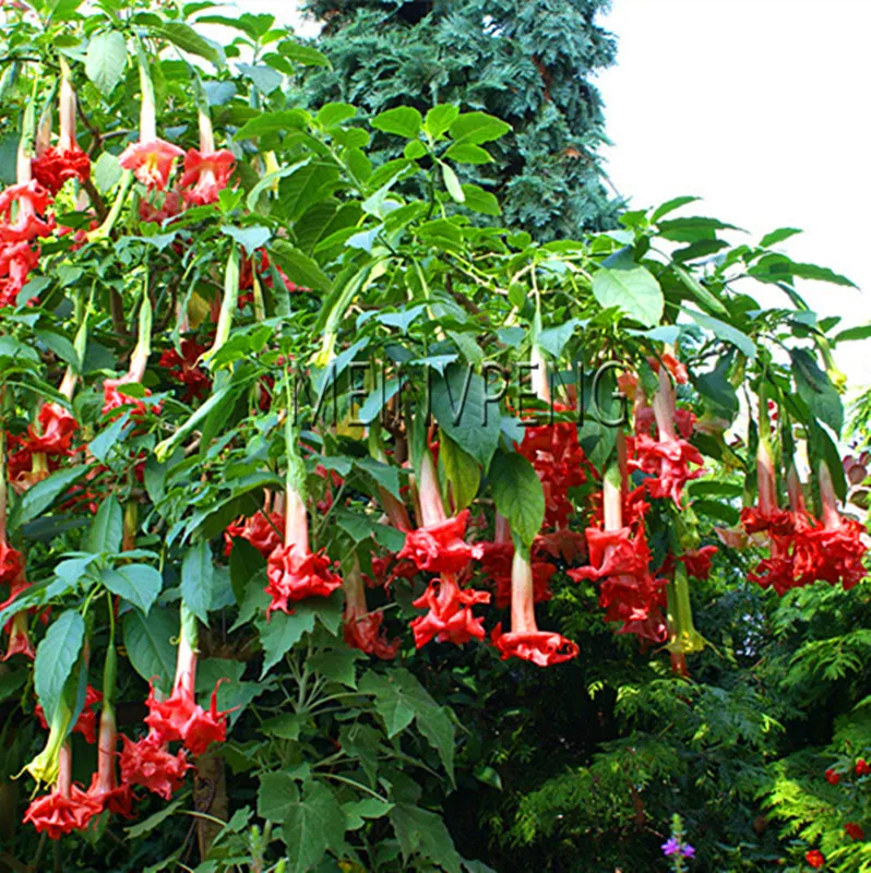 Лучшее предложение! Datura мини бонсай цветочное растение для домашнего сада посадки бругмансия Datura редкий цветок в горшках, 100 Флорес - Цвет: 5