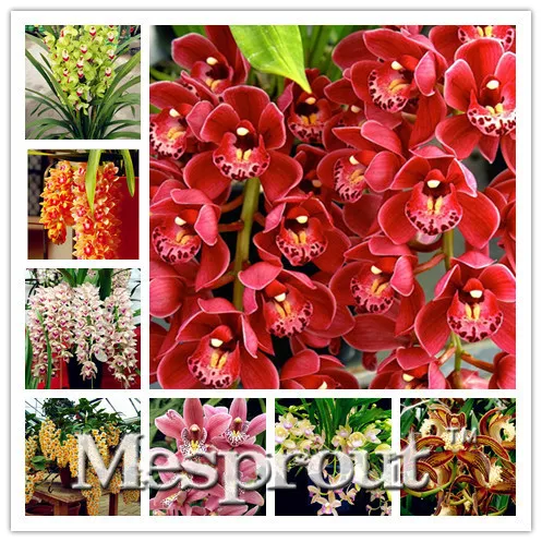 cymbidium