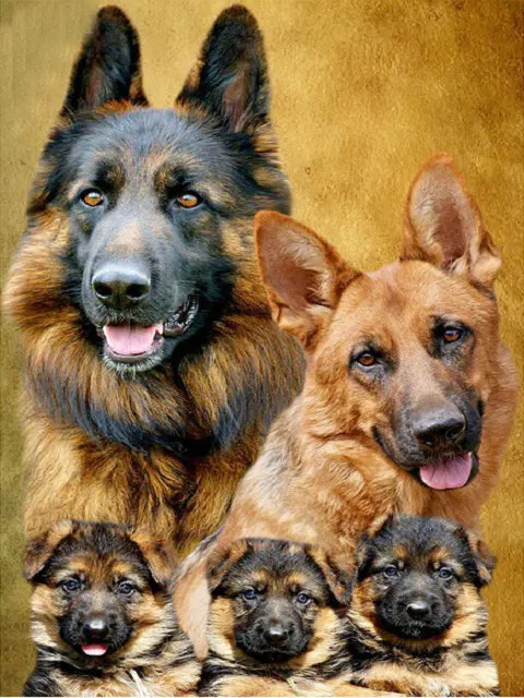 DPF-5D-DIY-Diamond-Painting-Dog-Group-Cross-Stitch-Diamond-Round-Diamond-Painting-Embroidery-Mosaic-Decoration.jpg_640x640