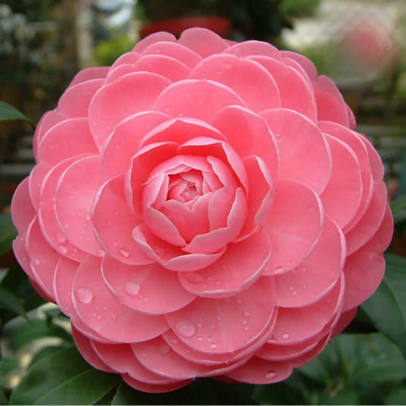 Common Garden Flowers Pink wonderful common garden flowers 13 about remodel with to design Common Garden Flowers Pink wonderful common garden flowers 13 about remodel with to design