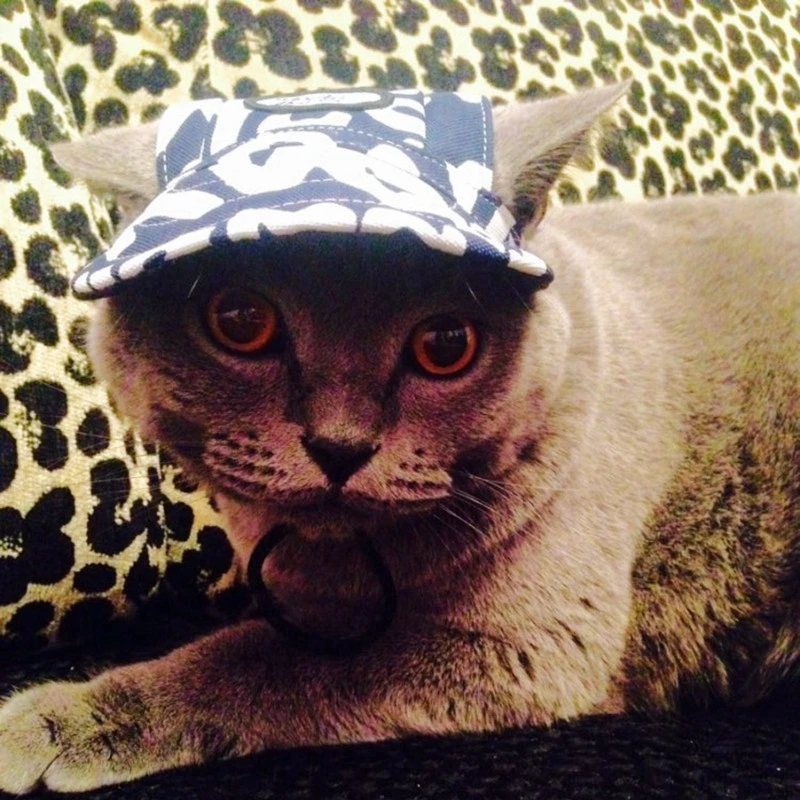 Deguisement De Chat Amusant Baseball Ete Animal De Compagnie Chat Chien Chapeau Accessoires Pour Chiens Avec Trous D Oreille Camouflage Leopard S M Aliexpress