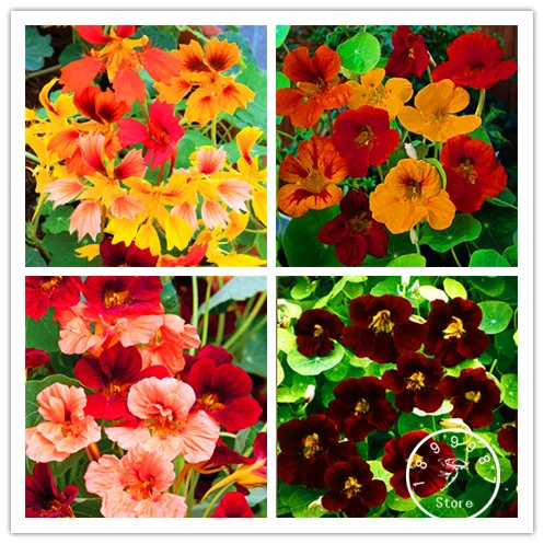 Промоакция! 24 Цвета Цинния бонсай многолетние цветущих растений в горшках очаровательными цветами в китайском стиле сад 100 шт./пакет