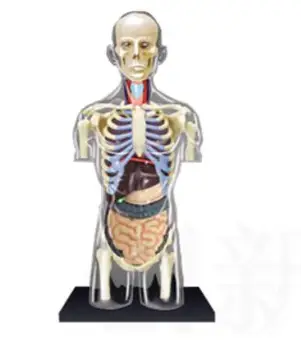 1:6 Transparent Human Torso Human Anatomy Model 4D Bust Male Body Head Musculoskeletal Anatomy Science Model 4d master stem anatomy model gummi bear skeleton anime figure adults kids gifts science animal model