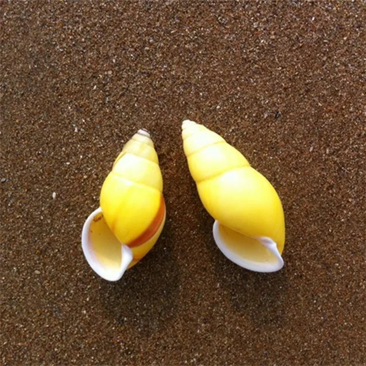 

10pcs/lot 3-5cm Rare Yellow Sinistral Conch Natural Seashell Aquarium Ornaments Sea Snail Specimen Collection Wedding Decoration