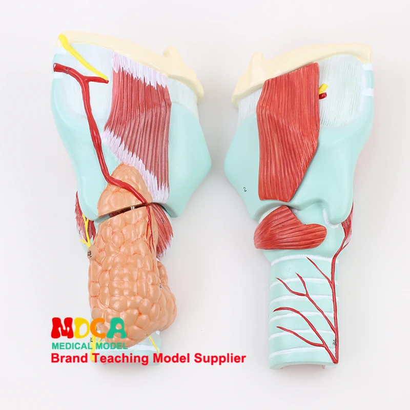Разделения 5-часть щитовидная железа Parathyroids, гортани, гортани, дыхательной, Системы и гортани Анатомия манекен для медицинского обучения