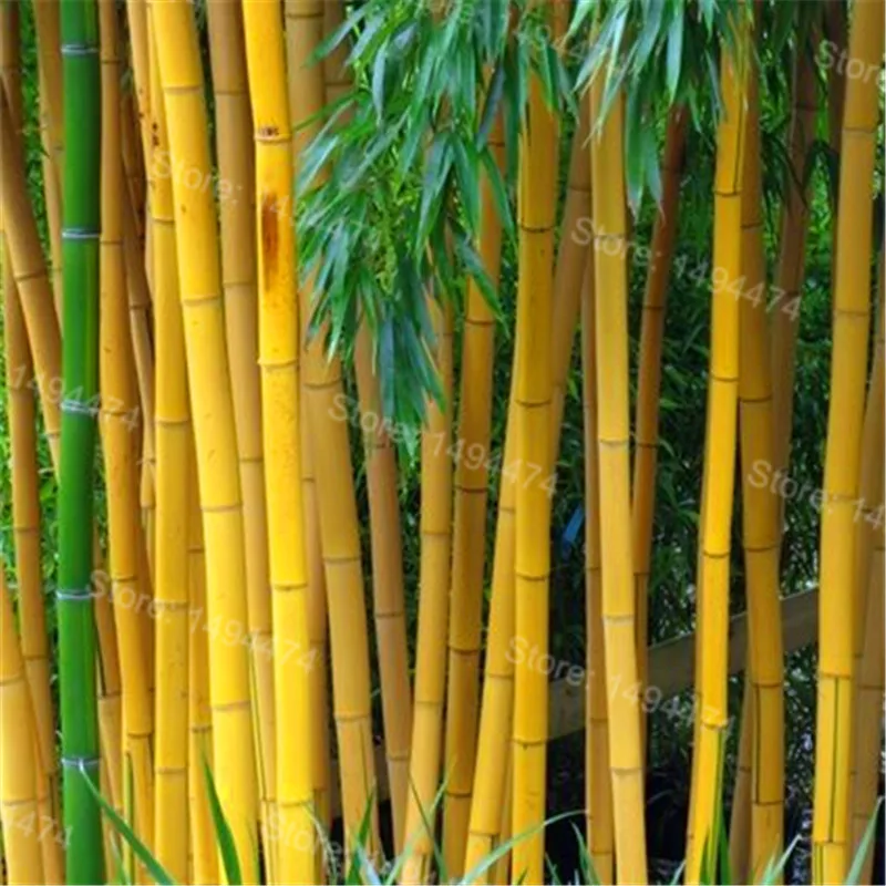 giant bamboo moso giant bamboo moso