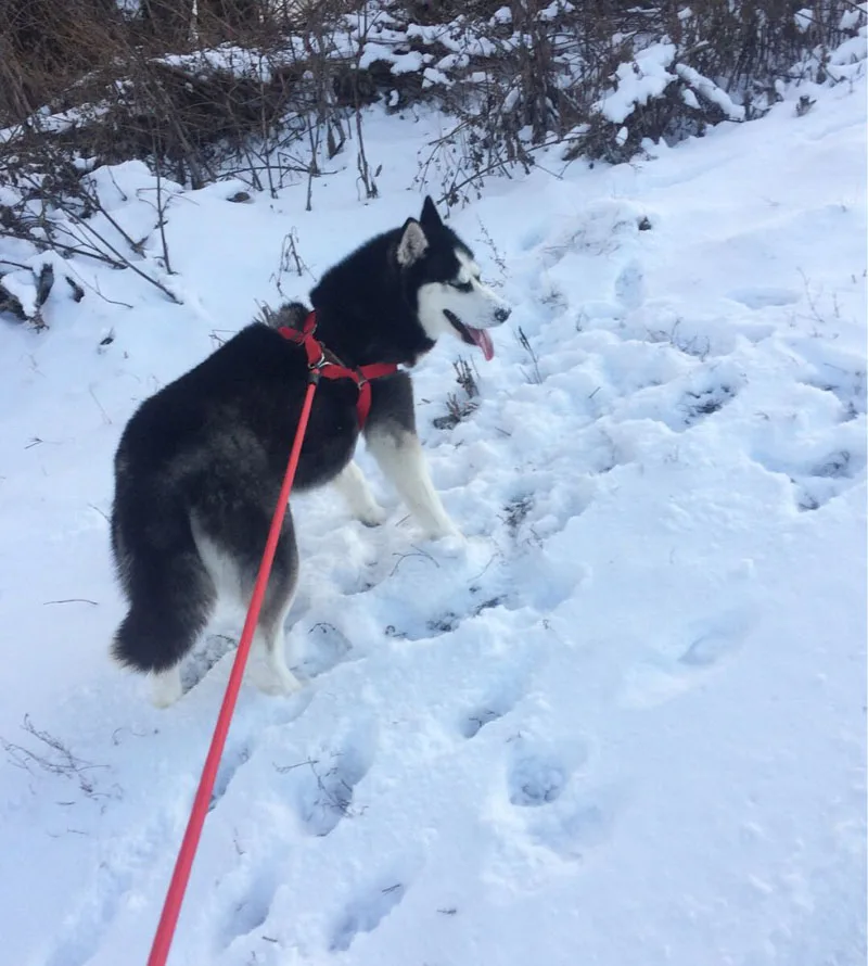Собака поводок и длинными Pet Ведущий для средних и крупных Товары для собак нейлон прогулок собаки поводок Открытый безопасности дрессировки жгут