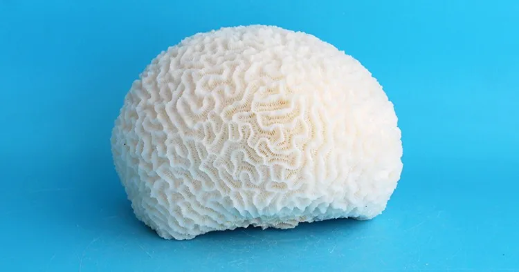 Natural White Round Decorative Coral Rare Beautiful Home Ornaments Fish Tank Aquarium Landscape Coral Wedding Decorations 8
