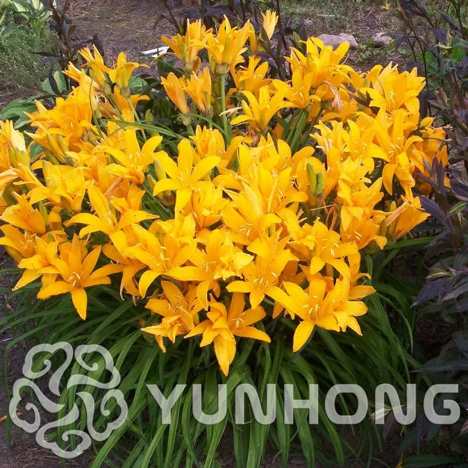 

100PCSRare Unique Hybrid Hemerocallis Bonsai,tawny daylily,Potted planting,planting seasons, flowering plants Special Offer