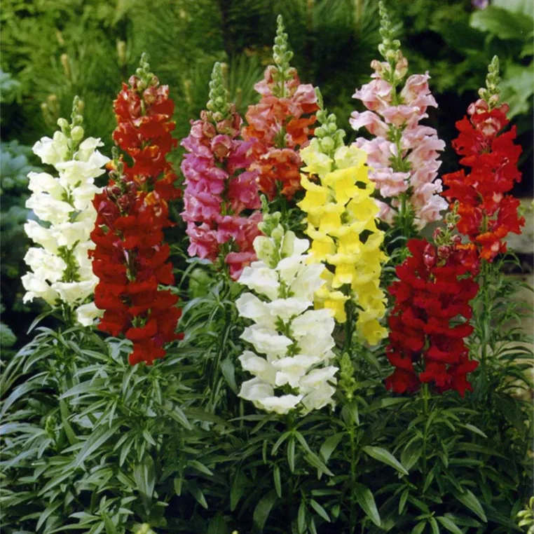 Common Garden Flowers popular common garden plants-buy cheap common garden plants lots Common Garden Flowers popular common garden plants-buy cheap common garden plants lots