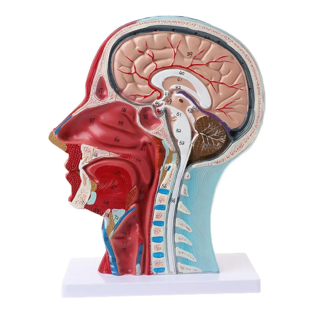 

Human Anatomical Half Head Face Anatomy Medical Brain Neck Median Section Study Model Nerve Blood Vessel For Teaching