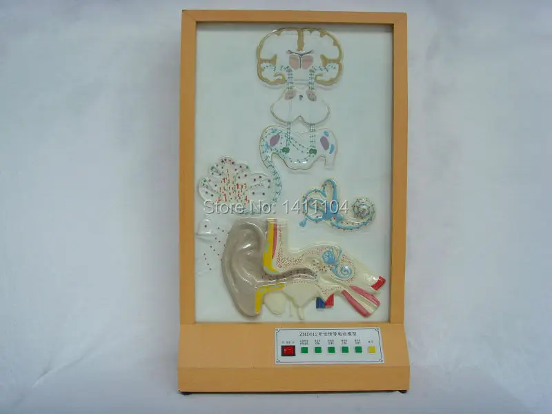 

Free shipping&The auditory sense conduction electric anatomy model, ear model for medical teaching.Technology Museum Exhibition