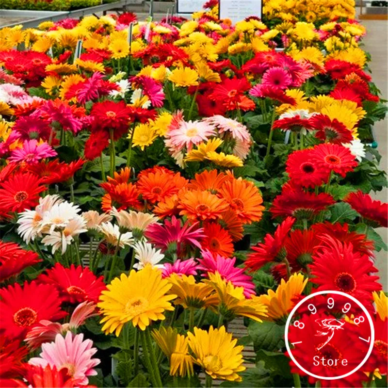 Online Buy Wholesale gerbera flower seeds from China